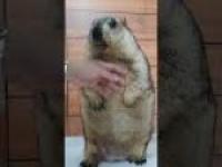Marmot has a chubby, chubby body