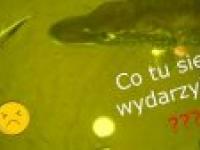 ?owienie na ?ywca-podwodny swiat